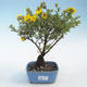 Venkovní bonsai-Mochna křovitá - Potentila žlutá - 1/2