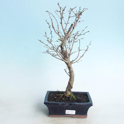 Venkovní bonsai - Pamodřín - 1