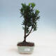 Pokojová bonsai - Podocarpus - Kamenný tis - 1/2