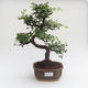 Pokojová bonsai - Ulmus parvifolia - Malolistý jilm PB2191580 - 1/3