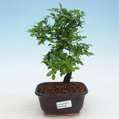 Pokojová bonsai - Ulmus parvifolia - Malolistý jilm - 1