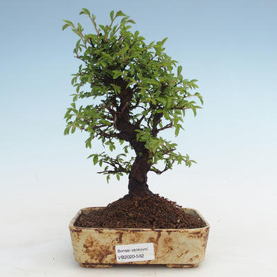 Venkovní bonsai - Zelkova - Zelkova NIRE VB2020-582