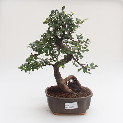 Pokojová bonsai - Ulmus parvifolia - Malolistý jilm PB2191583 - 1