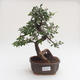 Pokojová bonsai - Ulmus parvifolia - Malolistý jilm PB2191583 - 1/3
