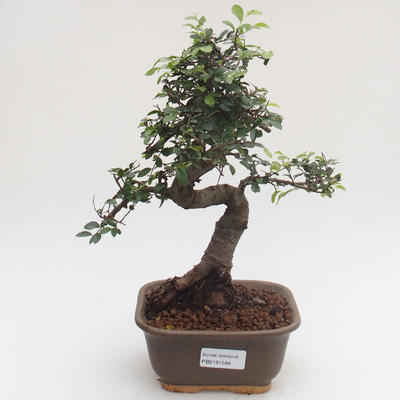Pokojová bonsai - Ulmus parvifolia - Malolistý jilm PB2191584 - 1