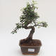 Pokojová bonsai - Ulmus parvifolia - Malolistý jilm PB2191584 - 1/3