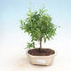 Pokojová bonsai-PUNICA granatum nana-Granátové jablko - 1/4