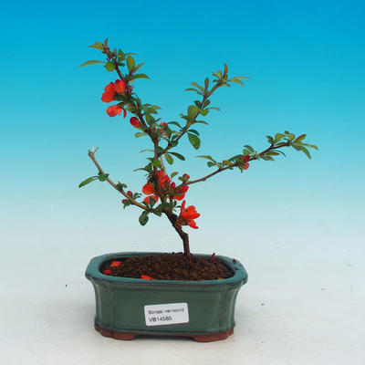 Venkovní bonsai - Kdoulovec japonský - 1