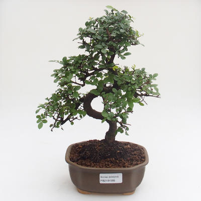 Pokojová bonsai - Ulmus parvifolia - Malolistý jilm PB2191585 - 1