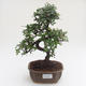 Pokojová bonsai - Ulmus parvifolia - Malolistý jilm PB2191585 - 1/3