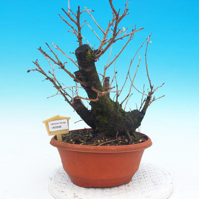 Venkovní bonsai -Mahalebka - Prunus mahaleb - 1