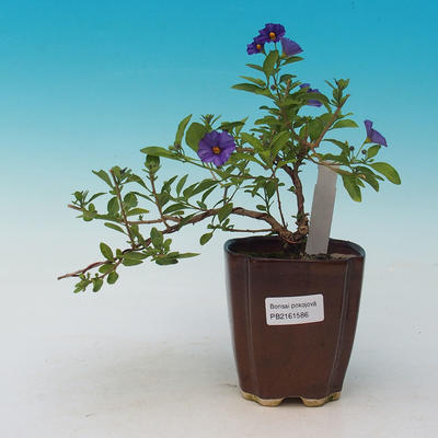 Hořcový stromek-Solanum rantonnetii - 1