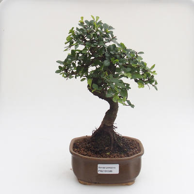 Pokojová bonsai - Ulmus parvifolia - Malolistý jilm PB2191586 - 1