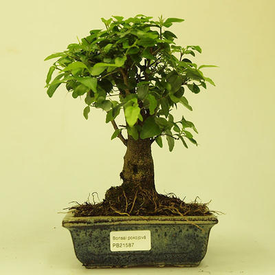 Pokojová bonsai -Ligustrum chinensis - Ptačí zob PB21587 - 1