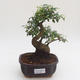 Pokojová bonsai -Ligustrum chinensis - Ptačí zob PB2191587 - 1/3