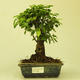 Pokojová bonsai -Ligustrum chinensis - Ptačí zob PB21587 - 1/3
