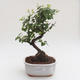 Pokojová bonsai - Sagerécie thea -Sagerécie čajová PB2191588 - 1/4