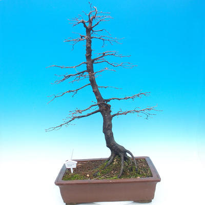 Venkovní bonsai -Habr obecný - Carpinus carpinoides - 1