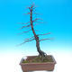 Venkovní bonsai -Habr obecný - Carpinus carpinoides - 1/2