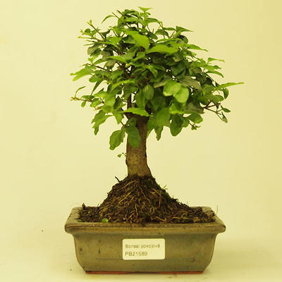 Pokojová bonsai -Ligustrum chinensis - Ptačí zob PB21589 - 1