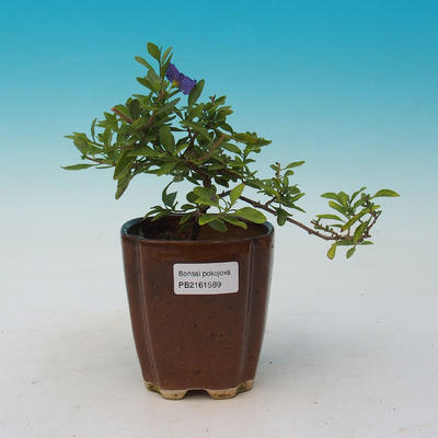 Pokojová bonsai - Hořcový stromek-Solanum rantonnetii - 1