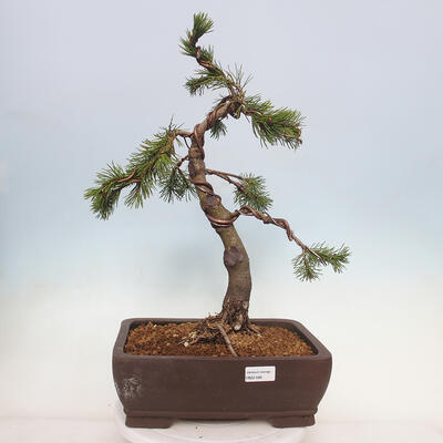 Venkovní bonsai - Pinus mugo   - Borovice kleč - 1