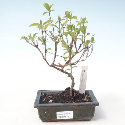 Venkovní bonsai - Dřín - Cornus mas VB2020-518 - 1