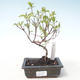 Venkovní bonsai - Dřín - Cornus mas VB2020-518 - 1/2