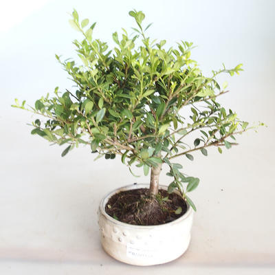 Pokojová bonsai - Ilex crenata - Cesmína PB2201158 - 1