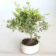 Pokojová bonsai - Ilex crenata - Cesmína PB2201158 - 1/2
