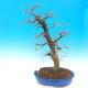 Venkovní bonsai -Habr obecný - Carpinus carpinoides - 1/4