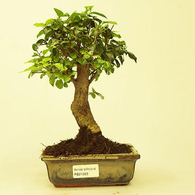 Pokojová bonsai -Ligustrum chinensis - Ptačí zob PB21593 - 1