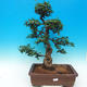 Pokojová bonsai - Carmona macrophylla - Čaj fuki - 1/6