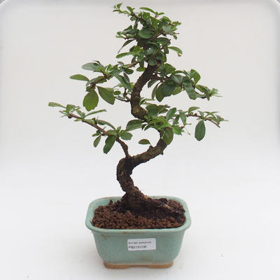 Pokojová bonsai - Carmona macrophylla - Čaj fuki PB2191595 - 1