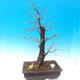 Venkovní bonsai -Habr obecný - Carpinus carpinoides - 1/3
