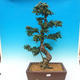 Pokojová bonsai - Carmona macrophylla - Čaj fuki - 1/7