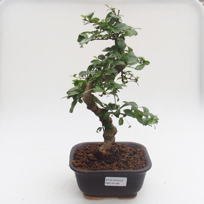 Pokojová bonsai - Carmona macrophylla - Čaj fuki PB2191596 - 1