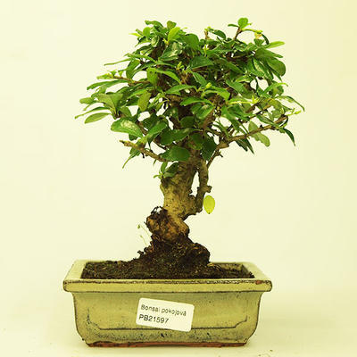 Pokojová bonsai - Carmona macrophylla PB21597 - 1