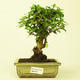 Pokojová bonsai - Carmona macrophylla PB21597 - 1/5