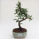 Pokojová bonsai - Carmona macrophylla - Čaj fuki PB2191598 - 1/5
