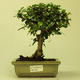Pokojová bonsai - Carmona macrophylla PB21598 - 1/5