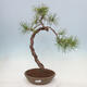 Venkovní bonsai - Pinus sylvestris - Borovice lesní - 1/4