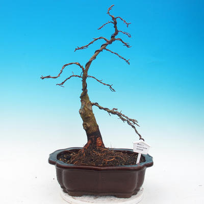 Venkovní bonsai - Tilia  - Lípa trpasličí - 1