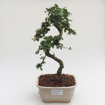 Pokojová bonsai - Carmona macrophylla - Čaj fuki PB2191599 - 1
