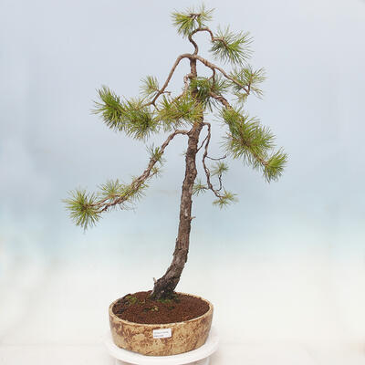 Vonkajší bonsai - Pinus sylvestris - Borovica lesná - 1