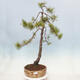 Vonkajší bonsai - Pinus sylvestris - Borovica lesná - 1/5