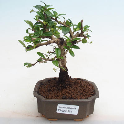 Pokojová bonsai - Carmona macrophylla - Čaj fuki PB2201259 - 1
