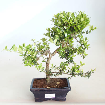 Pokojová bonsai - Ilex crenata - Cesmína PB2201159 - 1