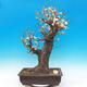 Venkovní bonsai -Japonská meruňka - Prunus Mume - 1/7