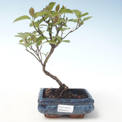Venkovní bonsai - Dřín - Cornus mas VB2020-511 - 1